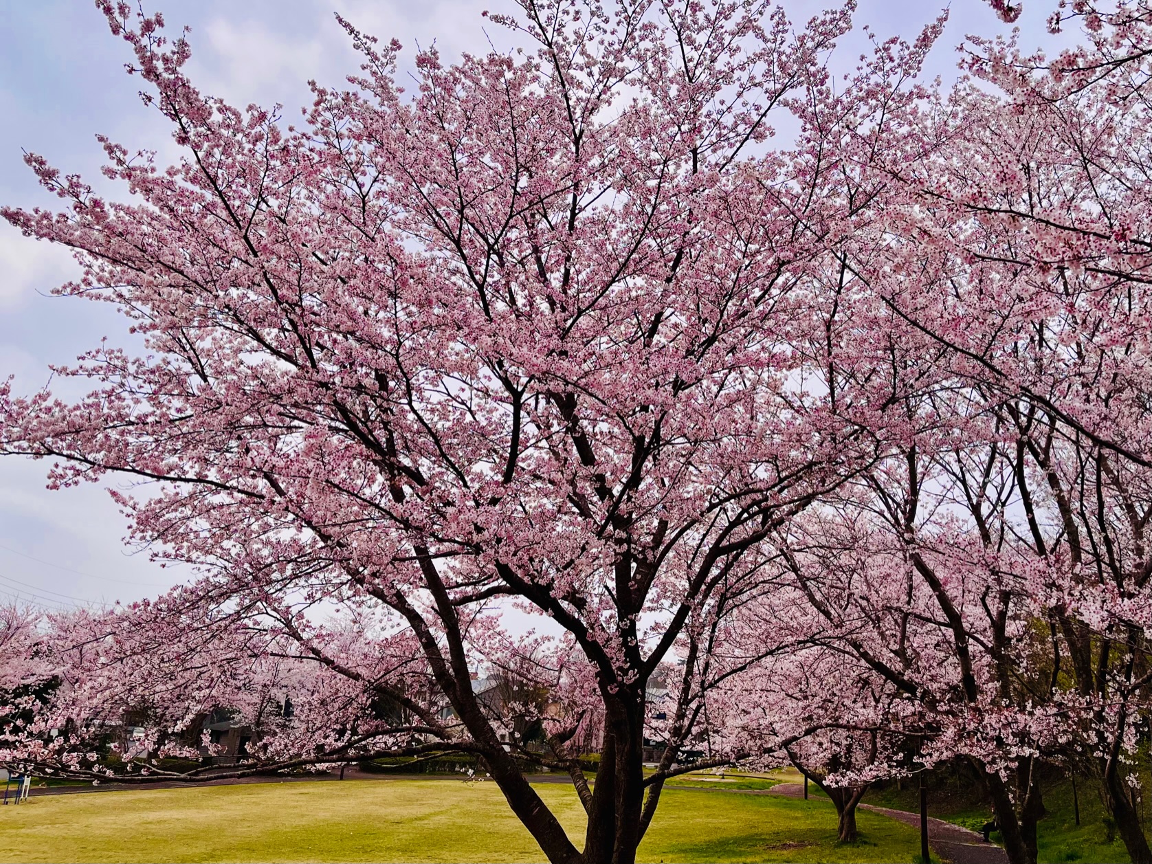公園の桜