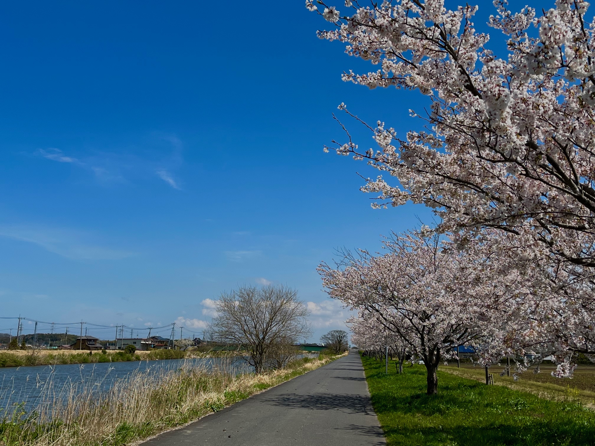 新利根川の桜