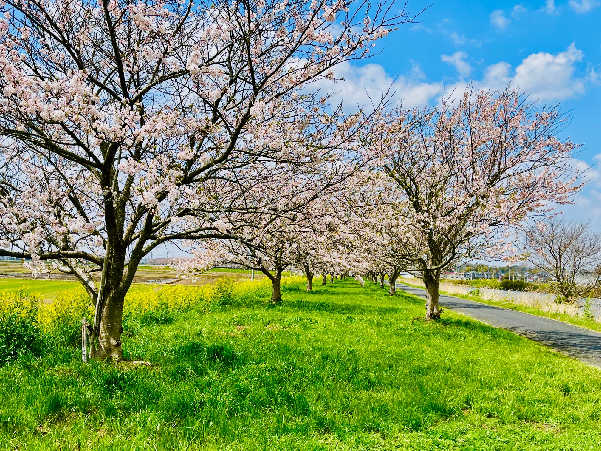 新利根川の桜