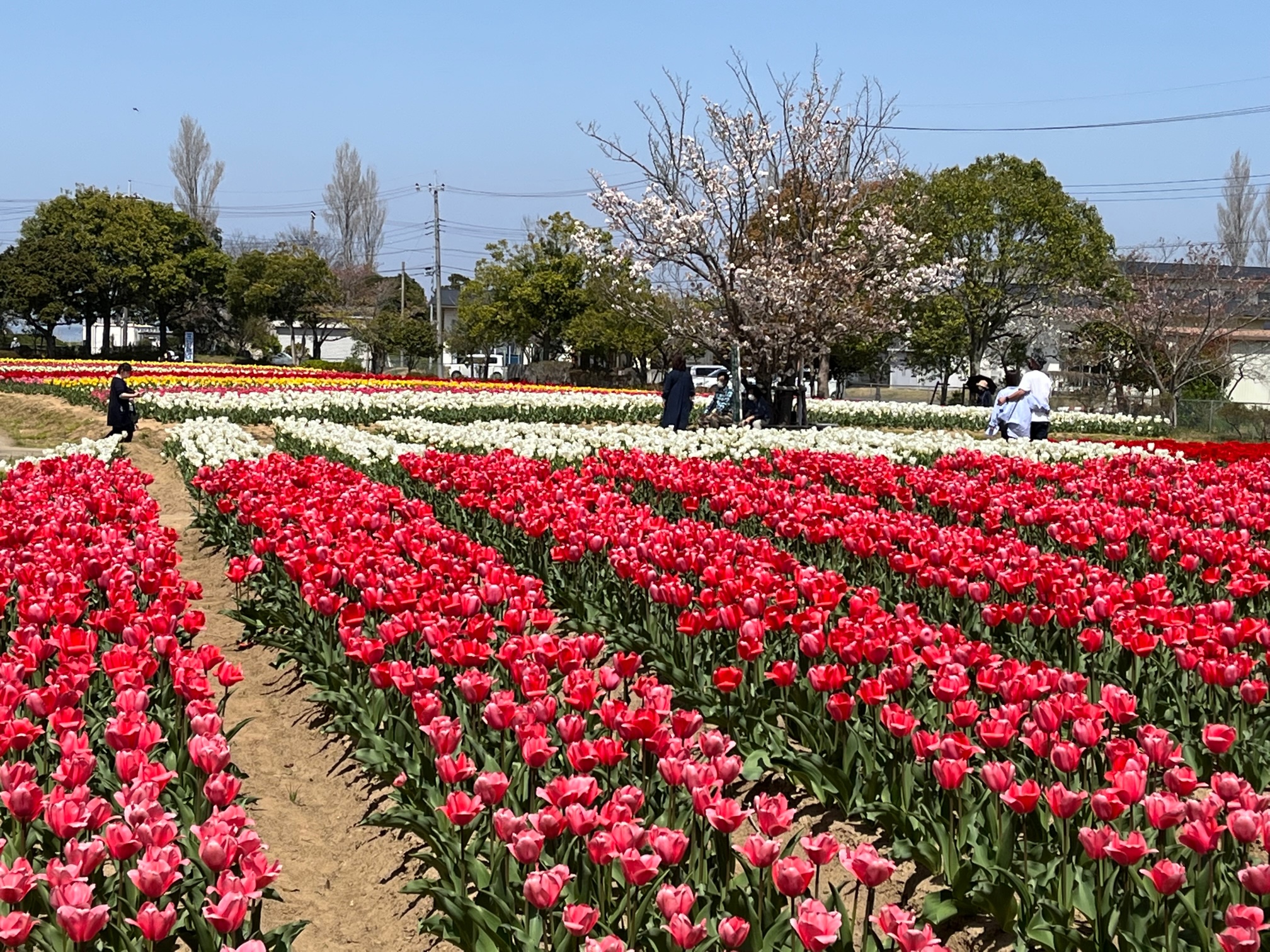 和田公園チューリップ祭り