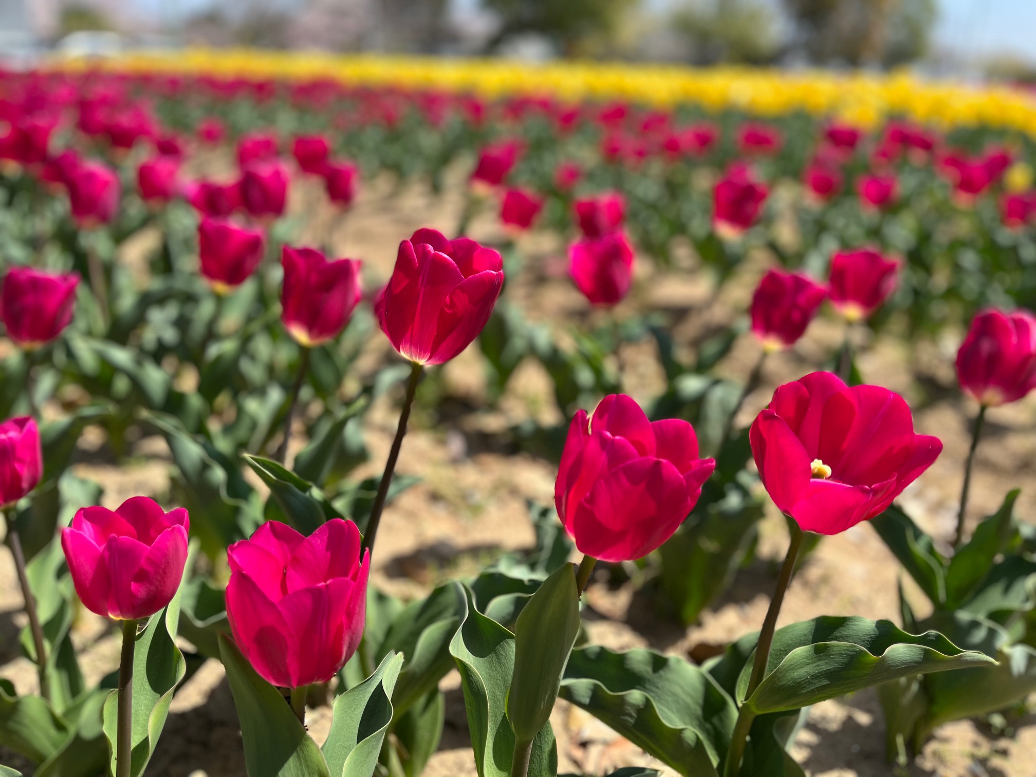 和田公園のチューリップ
