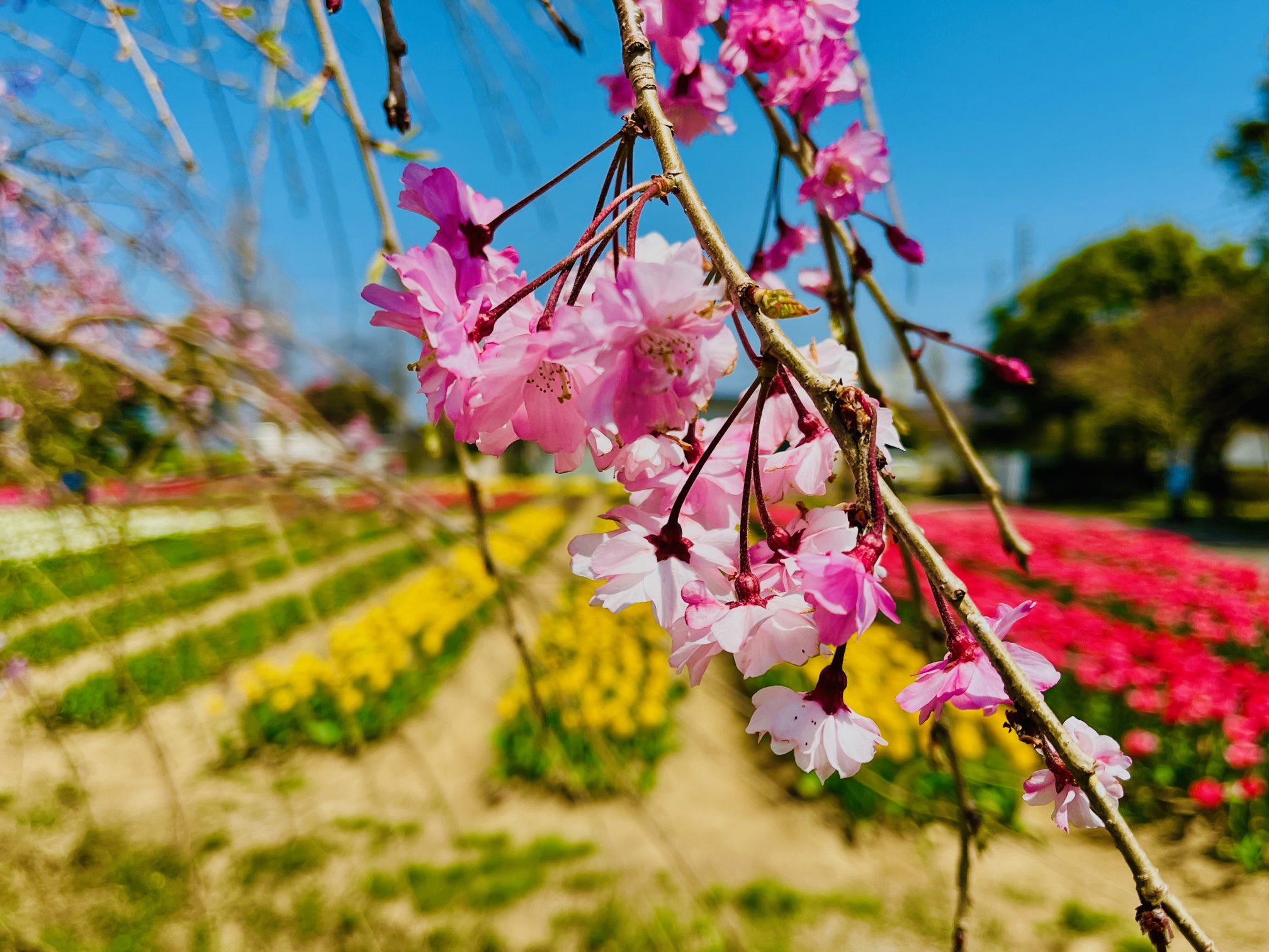 和田公園のチューリップとサクラ