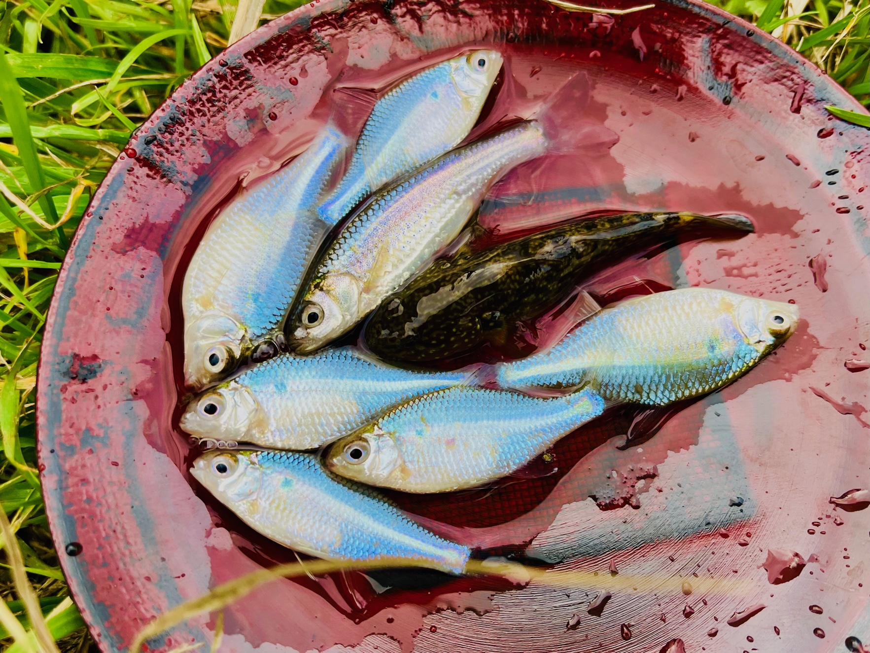 新利根3魚種