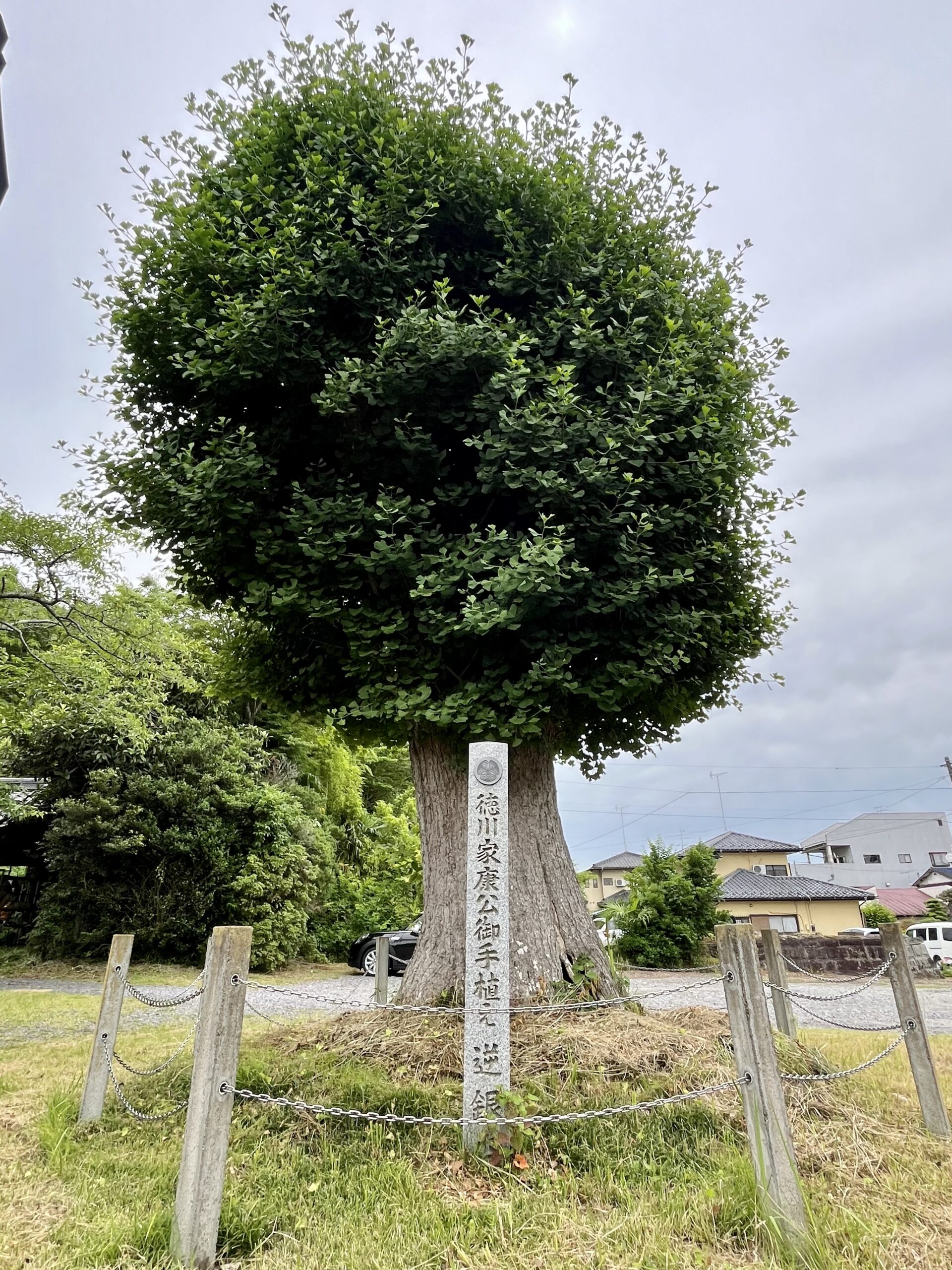 徳川家康お手植えの銀杏