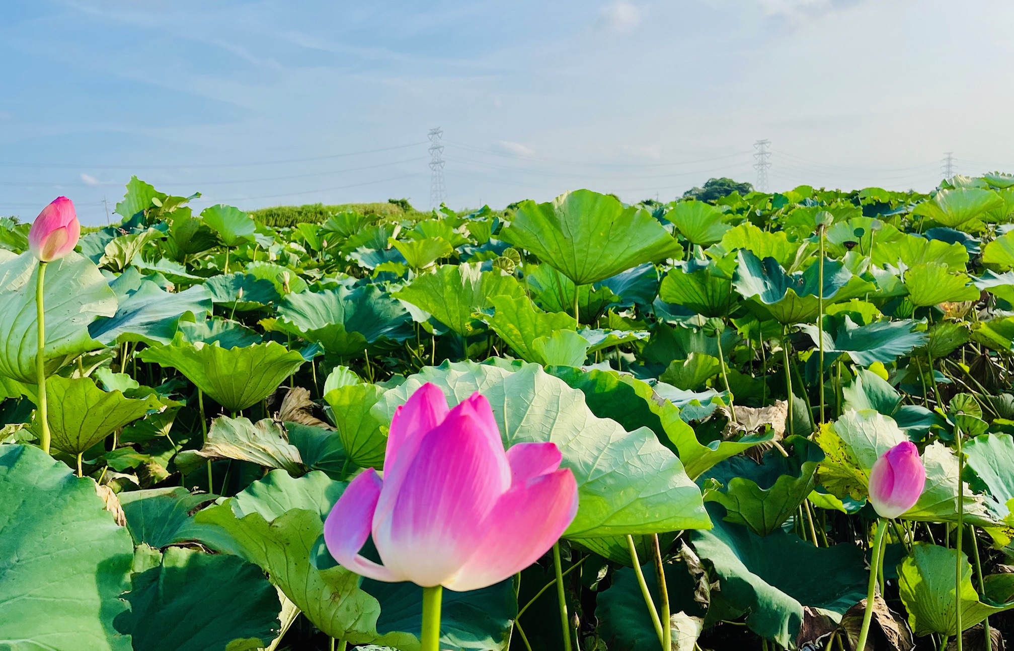 稲敷蓮の花