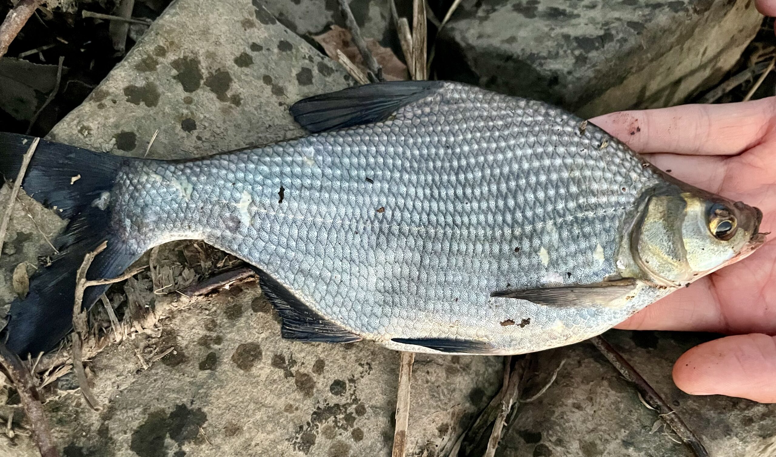 霞ヶ浦で釣れるダントウボウ