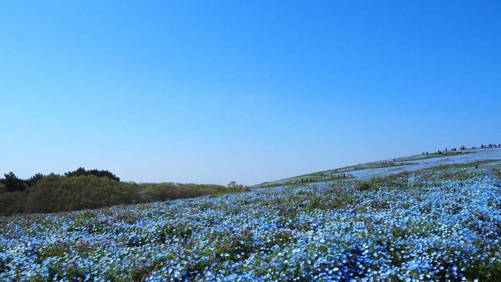 ひたち海浜公園のネモフィラ見頃です

